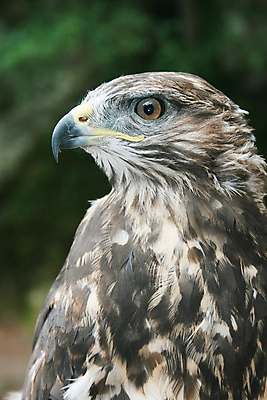 포토 JPG 해외이미지 동물 1 야생동물 조류 사람없음 머리 검은색 깃털 부리 독수리 웅장함 해외포토 컬러 신체부위 파일형식 이미지허브