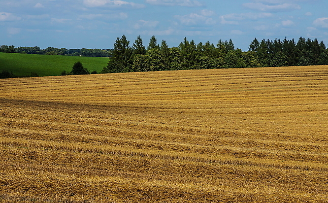 포토 JPG 해외이미지 식물 계절 산업 음식 밭 농업 자연 하늘 건조 사람없음 야외 초록색 파란색 농작물 농장 농경지 노란색 환경 맑음 수확 성장 시골 황금 건초더미 볏짚 낟알 땅 자르기 밀 유기농 보리 뭉치 밀짚 내추럴 밭일 호밀 해외포토 웰빙 컬러 모션 날씨 곡류 건초 짚 생태계 파일형식 더미 이미지허브
