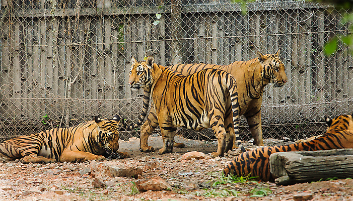 포토 JPG 해외이미지 동물 얼굴 야생동물 오렌지 포유류 태국 자연 휴식 동물원 사람없음 초록색 뷰티 머리 얼음 고양이 줄무늬 흰색 표현 호랑이 닫기 위험 큼 사파리 런던 육식동물 사냥꾼 멸종 표범 노려봄 내추럴 고립 시베리아 해외포토 자연요소 직업 아시아 컬러 컨셉 무늬 과일 모션 영국 표정 신체부위 반려동물 크기 생태계 파일형식 이미지허브