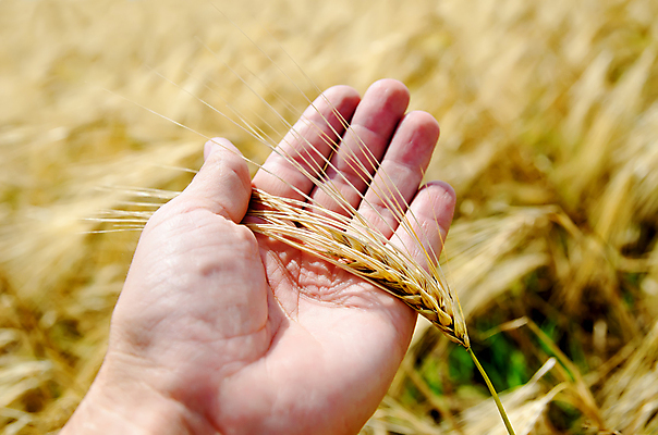 포토 JPG 해외이미지 손 계절 음식 빵 밭 농업 손가락 자연 건강 옥수수 씨앗 사람 풍경 사람없음 야외 여름 농작물 농경지 노란색 환경 수확 성장 시골 황금 농부 낟알 시리얼 밀 유기농 보리 귀 장면 내추럴 숙성 호밀 세련 해외포토 식물 직업 웰빙 산업 컬러 곡류 신체부위 농장 생태계 파일형식 이미지허브
