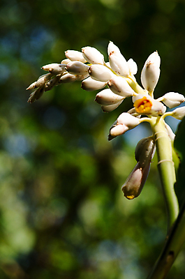 포토 JPG 해외이미지 나무 식물 꽃잎 꽃 분홍색 잎 꽃무늬 밭 태국 자연 하늘 사람없음 야외 여름 환경 정원 봄 나뭇가지 난초 닫기 숲 보케 해외포토 계절 아시아 컬러 무늬 농업 모션 생태계 파일형식 이미지허브