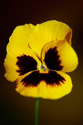 포토 JPG 해외이미지 식물 계절 꽃잎 꽃 줄기 분홍색 꽃무늬 봄꽃 자연 사람없음 야외 장식 컬러풀 뷰티 노란색 환경 정원 봄 성장 벚꽃 신선 개화 제비꽃 원예 내추럴 뒤뜰 비올라 해외포토 컬러 무늬 취미 생태계 파일형식 찰현악기 이미지허브