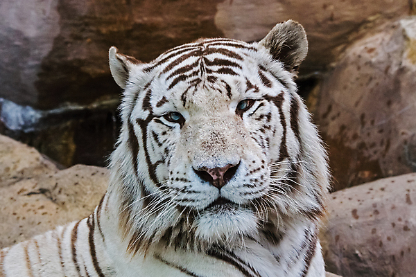포토 JPG 해외이미지 주간 한마리 응시 야생동물 동물원 근접촬영 사람없음 야외 아웃포커스 맹수 백호 해외포토 자연요소 동물 1 시선 뷰포인트 촬영기법 호랑이 파일형식 사방신 이미지허브
