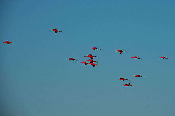 포토 JPG 해외이미지 나무 동물 공원 호수 야생동물 여행 백그라운드 포유류 파충류 자연 조류 하늘 사람없음 야외 초록색 물 파란색 강 컬러풀 미국 젖음 황무지 남아메리카 습지 숲 홍수 앵무새 진홍색 브라질 생태학 아마존 이국적 브라질사람 해외포토 자연요소 식물 공공시설 교육 컬러 북아메리카 아메리카 빨간색 자연재해 생태계 파일형식 이미지허브