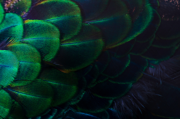 포토 JPG 해외이미지 동물 디자인 남자 야생동물 백그라운드 무지개 패턴 날개 자연 벽지 조류 추상 사람없음 장식 초록색 파란색 컬러풀 뷰티 유행 보라색 활발 수확 동굴 황금 우아함 닫기 공작 인도인 깃털 묘사 질감 꼬리 솜털 내추럴 이국적 터키석 해외포토 자연요소 외국인 컬러 컨셉 무늬 농업 모션 사람 동양인 보석 생태계 파일형식 이미지허브