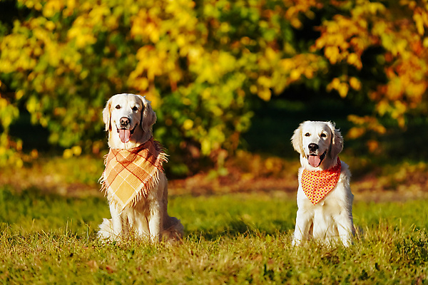 포토 JPG 해외이미지 공원 새끼 2 앉기 사람없음 노란색 걷기 황금 개 골든리트리버 강아지 신앙심 충실 해외포토 동물 공공시설 컬러 포유류 모션 반려동물 리트리버 파일형식 이미지허브