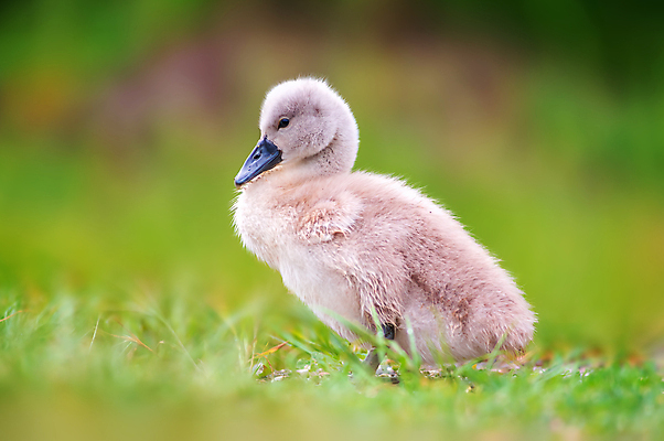포토 JPG 해외이미지 동물 유럽 호수 야생동물 백그라운드 자연 조류 성인 사람없음 야외 물 강 컬러풀 뷰티 반사 수영 봄 젖음 연못 황무지 습지 깃털 부리 백조 물새 석호 내추럴 동물상 유라시아 해외포토 자연요소 계절 나라 아시아 컬러 사람 조형물 수상스포츠 생태계 파일형식 이미지허브