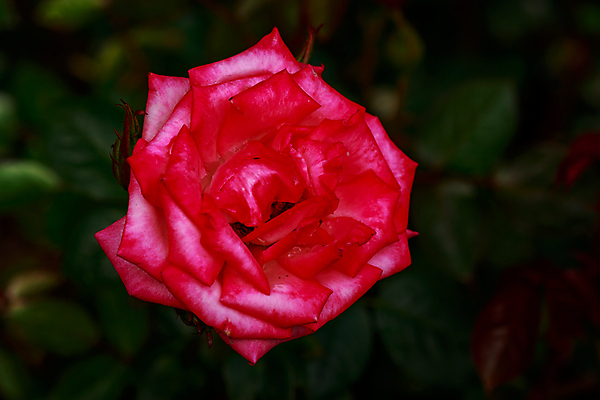 포토 JPG 해외이미지 꽃 산업 농업 자연 사람없음 야외 가로 컬러풀 한개 장미 봄 닫기 원예 카피스페이스 해외포토 식물 1 계절 컬러 모션 취미 공백 생태계 파일형식 이미지허브