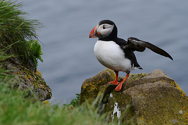 포토 JPG 해외이미지 주간 한마리 조류 사람없음 야외 돌_바위 소프트포커스 퍼핀 해외포토 자연요소 동물 1 촬영기법 파일형식 이미지허브