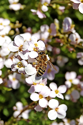 포토 JPG 해외이미지 식물 꽃잎 꽃 음식 분홍색 곤충 백그라운드 잎 꽃무늬 날개 자연 사람없음 야외 초록색 컬러풀 햇빛 태양 정원 맑음 봄 줄무늬 벚꽃 수분 벌 수집 싱글 바쁨 꽃가루 꿀 찌르기 내추럴 동물상 해외포토 자연요소 동물 계절 컬러 무늬 모션 날씨 조형물 가루 생태계 파일형식 이미지허브