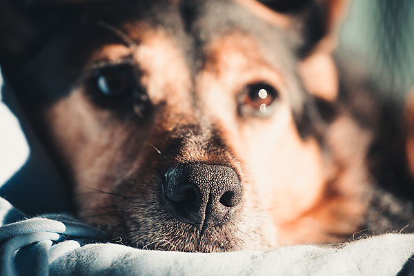 포토 JPG 해외이미지 라이프스타일 남자 행복 거실 포유류 포옹 휴식 주택 함께함 실내 피곤 한명 사람 사람없음 가로 노트북 반려동물 소파 텔레비전 우정 방 잠 개 골든리트리버 강아지 결합 커피잔 가죽 모피 무선전화기 손목시계 코 낮잠 비글 안락의자 송곳니 거짓말 기르기 동반자 카피스페이스 해외포토 동물 1 감정 커피 시계 컨셉 의자 장신구 안기 잔 내부 건물 생활 신체부위 친구 전자제품 공백 리트리버 치아 전화기 돌봄 파일형식 이미지허브