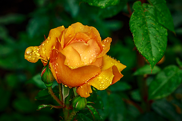 포토 JPG 해외이미지 꽃잎 꽃 산업 농업 자연 사람없음 야외 가로 컬러풀 장미 닫기 빗방울 원예 카피스페이스 해외포토 식물 컬러 모션 취미 공백 비_날씨 생태계 파일형식 이미지허브