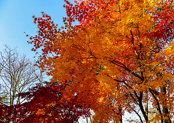 포토 JPG 해외이미지 주간 단풍 하늘 단풍나무 사람없음 야외 해외포토 자연요소 나무 잎 파일형식 이미지허브