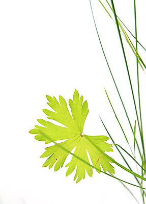 포토 JPG 해외이미지 식물 계절 실루엣 백그라운드 잎 농업 부분 자연 날씨 씨앗 잔디 사람없음 야외 가로 초록색 약 노란색 우주 침묵 봄 활발 성장 흰색 시골 허브 순수 질감 심플 날카로움 슛 장면 지역 시트 고립 넘어짐 멀티 해외포토 산업 컬러 컨셉 의학 모션 촬영기법 소리 생태계 파일형식 이미지허브