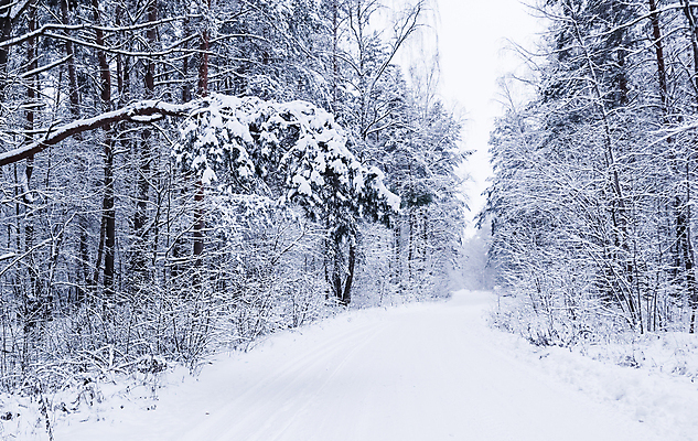 포토 JPG 해외이미지 나무 길 겨울 자연 사람없음 야외 눈 숲 가로수 해외포토 자연요소 식물 계절 날씨 생태계 파일형식 이미지허브