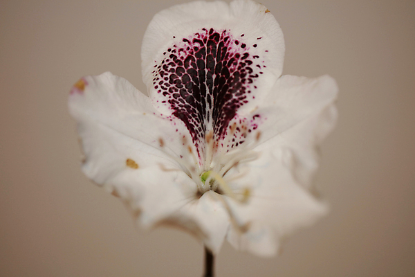포토 JPG 해외이미지 식물 계절 공원 꽃잎 꽃 아시아 분홍색 잎 꽃무늬 자연 한국 동양인 사람없음 야외 장식 빨간색 초록색 컬러풀 뷰티 정원 보라색 봄 벚꽃 신선 개화 닫기 진달래 묘사 원예 내추럴 특별함 해외포토 공공시설 나라 컬러 컨셉 무늬 모션 인종 취미 생태계 파일형식 이미지허브