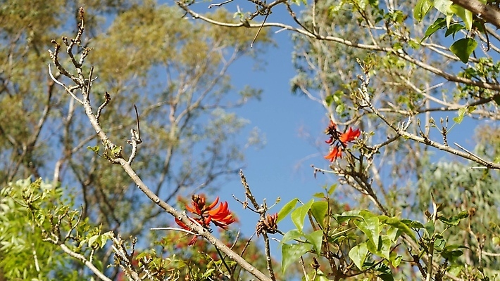포토 JPG 해외이미지 식물 꽃잎 꽃 백그라운드 꽃무늬 사람없음 장식 빨간색 여름 정원 미국 봄 활발 다양 벚꽃 신선 개화 분위기 닫기 숲 열대우림 보케 캘리포니아 내추럴 강렬 블러 오리지널 이국적 특별함 카피스페이스 해외포토 계절 컬러 다수 컨셉 북아메리카 무늬 모션 공백 파일형식 이미지허브