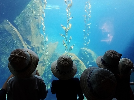 포토 JPG 해외이미지 여자 남자 어린이 실내 소년 여러명 상반신 파란색 수중 해조류 수족관 아쿠아리움 어린이만 해외포토 컬러 다수 사람 내부 해양식물 파일형식 이미지허브