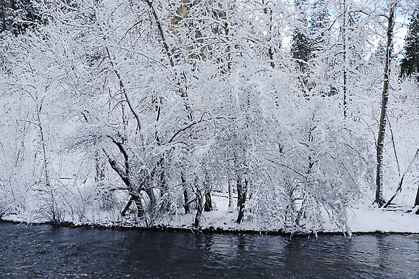 포토 JPG 해외이미지 공원 겨울 자연 산 풍경 초원 사람없음 야외 환경 계곡 검은색 미국 흰색 소나무 숲 캘리포니아 요세미티국립공원 전국 해외포토 나무 계절 공공시설 컬러 북아메리카 국립공원 생태계 파일형식 이미지허브