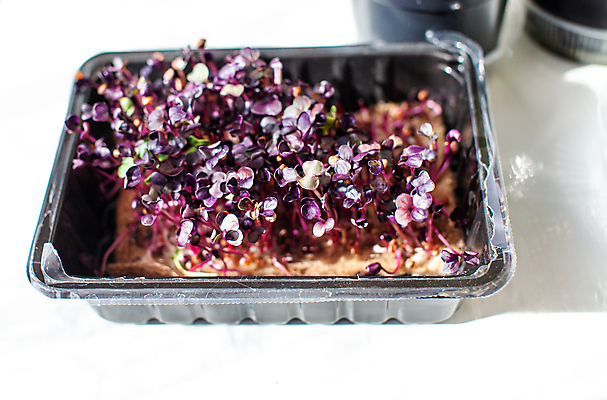 포토 JPG 해외이미지 식물 음식 줄기 백그라운드 컨셉 잎 다이어트 채소 재료 주택 쟁반 건강 씨앗 사람없음 초록색 새싹 주방 정원 샐러드 흰색 아기 신선 양념 시장 작음 머스터드 허브 유기농 날것 비타민 바질 건강식 내추럴 루꼴라 모종 채식주의자 총각무 슈퍼푸드 비건 비건음식 해외포토 웰빙 컬러 사람 건물 소스_음식 크기 무 채식 건강식품 영양소 파일형식 이미지허브