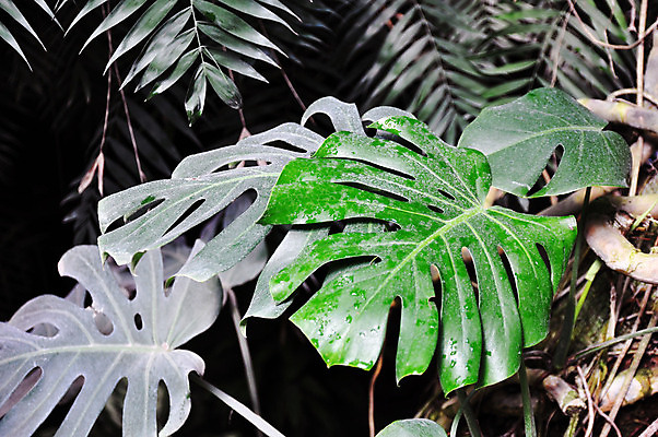 포토 JPG 해외이미지 나무 식물 디자인 꽃 백그라운드 잎 꽃무늬 패턴 자연 추상 실내 미술 사람없음 장식 초록색 유행 정원 봄 나뭇가지 숲 질감 온실 이국적 그리너리 해외포토 계절 컬러 무늬 문화예술 내부 생태계 파일형식 트랜드컬러 이미지허브