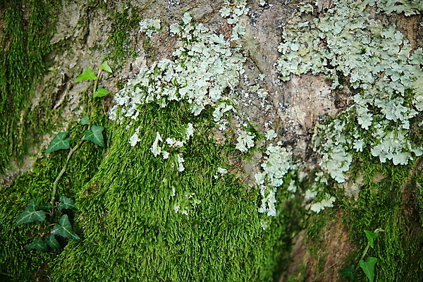 포토 JPG 해외이미지 식물 디자인 공원 벽 백그라운드 잎 패턴 자연 표면 추상 이끼 사람없음 야외 내부 장식 초록색 정원 봄 성장 신선 닫기 숲 묘사 질감 내추럴 곰팡이 순록 스칸디나비아 옛날 목업 2017년 해외포토 계절 공공시설 컬러 무늬 모션 연도 생태계 파일형식 이미지허브