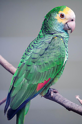 포토 JPG 해외이미지 한마리 자연 근접촬영 사람없음 초록색 나뭇가지 앵무새 해외포토 나무 1 뷰포인트 컬러 조류 생태계 파일형식 이미지허브