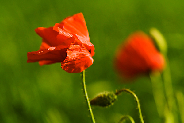 포토 JPG 해외이미지 식물 꽃 밭 바람 초원 사람없음 가로 빨간색 초록색 벚꽃 양귀비 해외포토 자연요소 컬러 농업 날씨 파일형식 이미지허브
