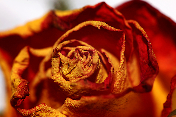 포토 JPG 해외이미지 모양 식물 계절 꽃잎 꽃 유럽 컨셉 꽃무늬 자연 추상 발렌타인데이 사랑 미술 사람없음 빨간색 뷰티 장미 정원 어둠 낭만 하트 신선 개화 센터 닫기 묘사 원예 질감 아로마 열정 부드러움 내추럴 특별함 해외포토 감정 나라 컬러 무늬 모션 데이이벤트 문화예술 취미 감각 생태계 파일형식 이미지허브