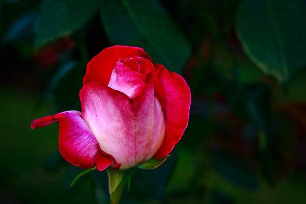 포토 JPG 해외이미지 꽃 산업 농업 자연 사람없음 야외 가로 컬러풀 한개 장미 봄 닫기 원예 카피스페이스 해외포토 식물 1 계절 컬러 모션 취미 공백 생태계 파일형식 이미지허브