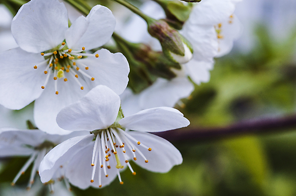 포토 JPG 해외이미지 나무 식물 계절 꽃잎 꽃 줄기 분홍색 백그라운드 잎 꽃무늬 과일 자연 하늘 사람없음 초록색 뷰티 정원 봄 수확 성장 벚꽃 나뭇가지 신선 개화 체리 닫기 사과 4월 5월 아로마 복숭아 내추럴 해외포토 컬러 무늬 농업 모션 날짜 생태계 파일형식 이미지허브