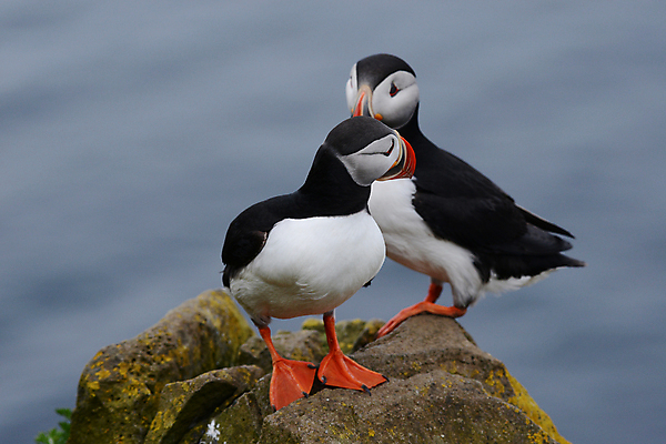 포토 JPG 해외이미지 주간 두마리 조류 사람없음 야외 돌_바위 퍼핀 해외포토 자연요소 동물 2 파일형식 이미지허브