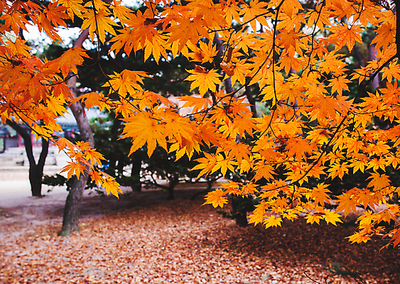 포토 JPG 해외이미지 주간 단풍 단풍나무 사람없음 야외 해외포토 자연요소 나무 잎 파일형식 이미지허브