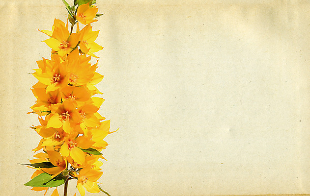 포토 JPG 해외이미지 식물 디자인 꽃잎 꽃 종이 백그라운드 꽃무늬 자연 표면 날씨 추상 프레임 사람없음 노란색 우주 쪽지 공백 손상 수확 덮개 점 거친 주름 균열 황폐 질감 문서 복고 심플 페이지 스크래치 찢어짐 나쁜 구김 구식 그런지 세피아 양피지 옛날 원고 파피루스 노화 스타일 해외포토 컬러 컨셉 무늬 농업 모션 촬영기법 뚜껑 생태계 파일형식 이미지허브