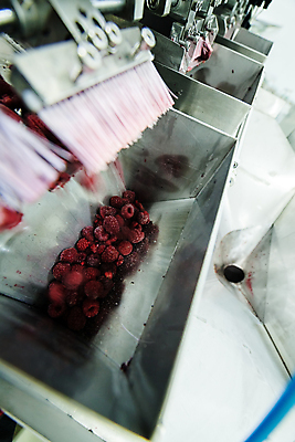 포토 JPG 해외이미지 공장 사람없음 냉동 기계 제조 산딸기 식품공장 냉동식품 해외포토 음식 과일 공업 파일형식 이미지허브