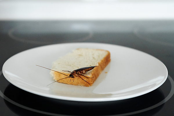 포토 JPG 해외이미지 동물 접시 음식 빵 곤충 백그라운드 신체 날개 생물 주택 안테나 건강 요리 사람없음 갈색 머리 주방 검은색 흰색 죽음 도시 닫기 해충 벌레 질병 먹기 오브젝트 먼지 리빙 기어가기 거짓말 농약 위생관리 제어 해로움 복부 오싹 해외포토 식기 컬러 컨셉 통신 의학 모션 관리 건물 신체부위 파일형식 이미지허브