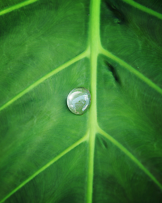 포토 JPG 해외이미지 모양 식물 디자인 계절 꽃 줄기 컨셉 잎 자연 새로움 건강 미술 사람없음 그래픽 초록색 물 여름 빛 뷰티 환경 힘 봄 재활용 나뭇가지 신선 액체 떨어짐 보호 매끈함 이슬 허브 심볼 사인 싱글 유기농 모종 묘목 엘리먼트 해외포토 자연요소 나무 웰빙 컬러 문화예술 감각 친환경 생태계 파일형식 이미지허브