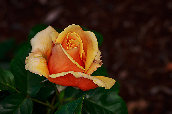 포토 JPG 해외이미지 꽃 산업 농업 자연 사람없음 야외 가로 컬러풀 한개 장미 봄 닫기 원예 카피스페이스 해외포토 식물 1 계절 컬러 모션 취미 공백 생태계 파일형식 이미지허브