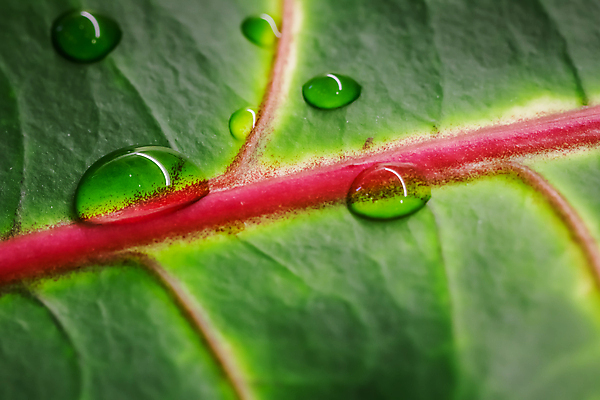 포토 JPG 해외이미지 식물 디자인 선 분홍색 백그라운드 컨셉 잎 꽃무늬 자연 표면 추상 육류 미술 사람없음 장식 빨간색 초록색 물 빛 컬러풀 환경 정원 봄 성장 신선 떨어짐 질감 내추럴 해외포토 자연요소 계절 꽃 컬러 무늬 식재료 문화예술 생태계 파일형식 이미지허브