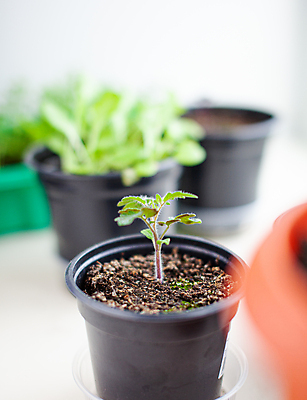 포토 JPG 해외이미지 식물 잎 토마토 사람없음 흙 원예 모종 해외포토 채소 취미 파일형식 이미지허브