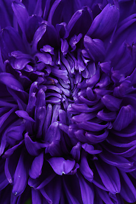 포토 JPG 해외이미지 모양 식물 계절 꽃잎 꽃 줄기 분홍색 잎 꽃무늬 오렌지 자연 국화 사람없음 빨간색 초록색 컬러풀 노란색 환경 정원 보라색 벚꽃 가을 침대 개화 달리아 원예 데이지 아로마 진홍색 시들음 녹색배경 작약 해외포토 컬러 가구 백그라운드 무늬 과일 취미 생태계 파일형식 이미지허브