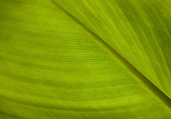 포토 JPG 해외이미지 식물 디자인 백그라운드 잎 표면 미술 사람없음 초록색 질감 해외포토 컬러 문화예술 파일형식 이미지허브