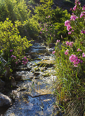 포토 JPG 해외이미지 나무 식물 공원 꽃 분홍색 여행 모션 자연 산 이끼 사람없음 야외 초록색 물 강 뷰티 환경 맑음 폭포 젖음 흐름 시골 신선 개울 숲 시원함 그리스 에코 암초 아테네 내추럴 파라다이스 해외포토 자연요소 공공시설 유럽 컬러 컨셉 날씨 생태계 파일형식 이미지허브
