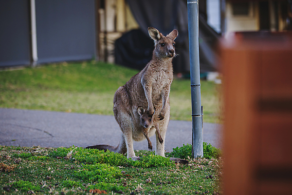 포토 JPG 해외이미지 동물 공원 여자 야생동물 여행 백그라운드 밭 포유류 가족 자연 털 국립공원 사람없음 야외 빨간색 초록색 갈색 머리 흰색 아기 황무지 호주 숲 캥거루 서식지 동쪽 내추럴 오지 해외포토 공공시설 컬러 농업 관계 사람 신체부위 오세아니아 방향 생태계 파일형식 이미지허브