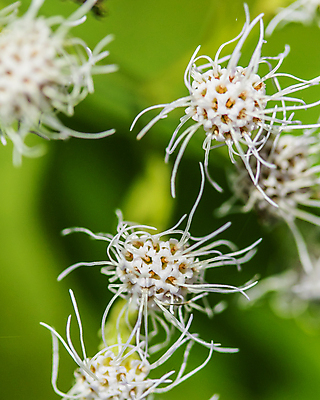 포토 JPG 해외이미지 식물 꽃 행복 감정 태국 자연 사람 사람없음 초록색 평화 활발 기쁨 흰색 주식 인쇄 호기심 엽서 주인 소셜네트워크 소셜미디어 중고 포트폴리오 해외포토 아시아 컬러 컨셉 금융 편지 생태계 파일형식 이미지허브