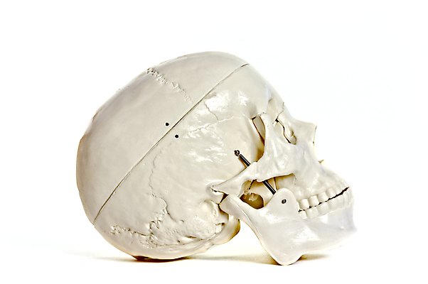 포토 JPG 해외이미지 뼈 사람없음 학습 할로윈 의사 흰색 입 구멍 가르침 균열 콘센트 치아 전기에너지 뇌 코 귀 물리치료 방법 연골 해골모형 해외포토 교육 컬러 모션 신체부위 치료 모형 에너지 의료진 소화기관 파일형식 이미지허브