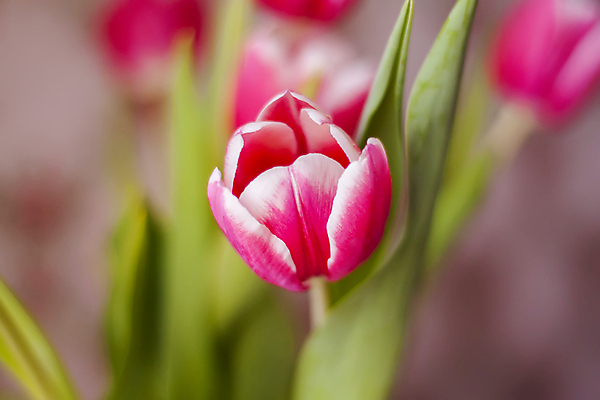 포토 JPG 해외이미지 식물 꽃잎 꽃 분홍색 꽃다발 결혼 백그라운드 꽃무늬 자연 결혼식 추상 휴가 발렌타인데이 선물 사랑 미술 사람없음 빨간색 빛 뷰티 우주 봄 낭만 튤립 벚꽃 하트 축하 인사 신선 뜨거움 신용카드 개화 닫기 다발 열정 광 블러 정물화 카피스페이스 해외포토 모양 계절 감정 컬러 컨셉 무늬 모션 데이이벤트 문화예술 이벤트 금융 공백 예절 그림 생태계 파일형식 이미지허브