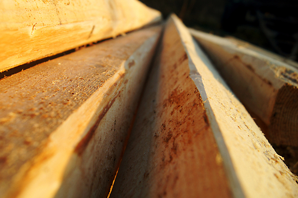 포토 JPG 해외이미지 나무 식물 산업 공장 자연 바닥 주택 사람없음 목재 경제 노란색 쌓기 환경 닫기 널 숲 큼 장작 자르기 목수 묘사 창고 목공예 수납 자원 잡동사니 내추럴 수목 전기톱 해외포토 직업 컬러 재료 공업 모션 건물 크기 공예 생태계 톱 파일형식 이미지허브