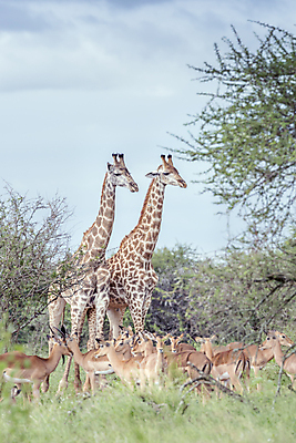포토 JPG 해외이미지 동물 커플 야생동물 포유류 아프리카 자연 국립공원 풍경 사람없음 세로 황무지 보호 기린 사파리 영양 남아프리카 보츠와나 보호구역 해외포토 공원 나라 컨셉 관계 생태계 구역 파일형식 이미지허브