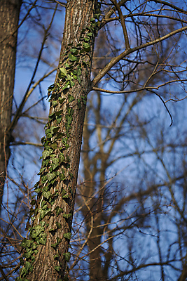 포토 JPG 해외이미지 나무 식물 공원 백그라운드 잎 겨울 자연 하늘 사람없음 야외 목재 초록색 파란색 햇빛 봄 가을 나뭇가지 숲 통나무 아이비 상록수 크로아티아 삼림지대 해외포토 계절 공공시설 유럽 컬러 재료 태양 생태계 파일형식 이미지허브